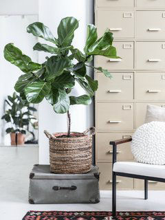 Quelle plante choisir - Ficus